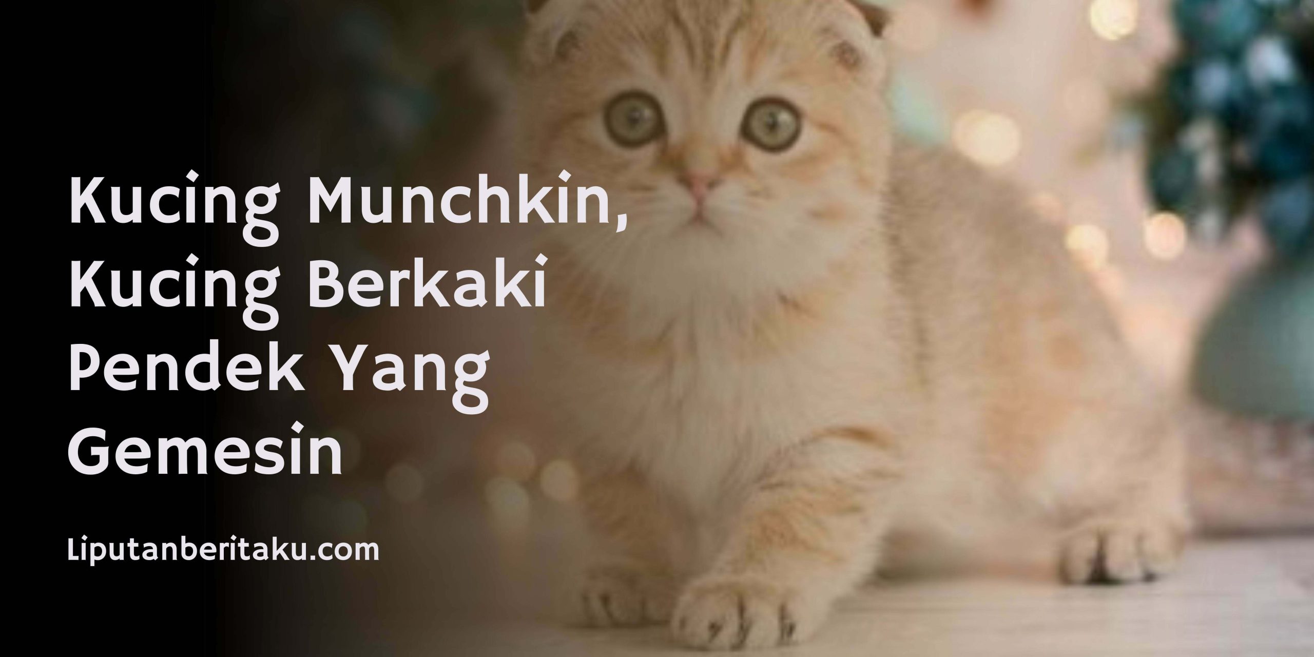 Kucing Munchkin, Kucing Berkaki Pendek Yang Gemesin  Liputan Beritaku